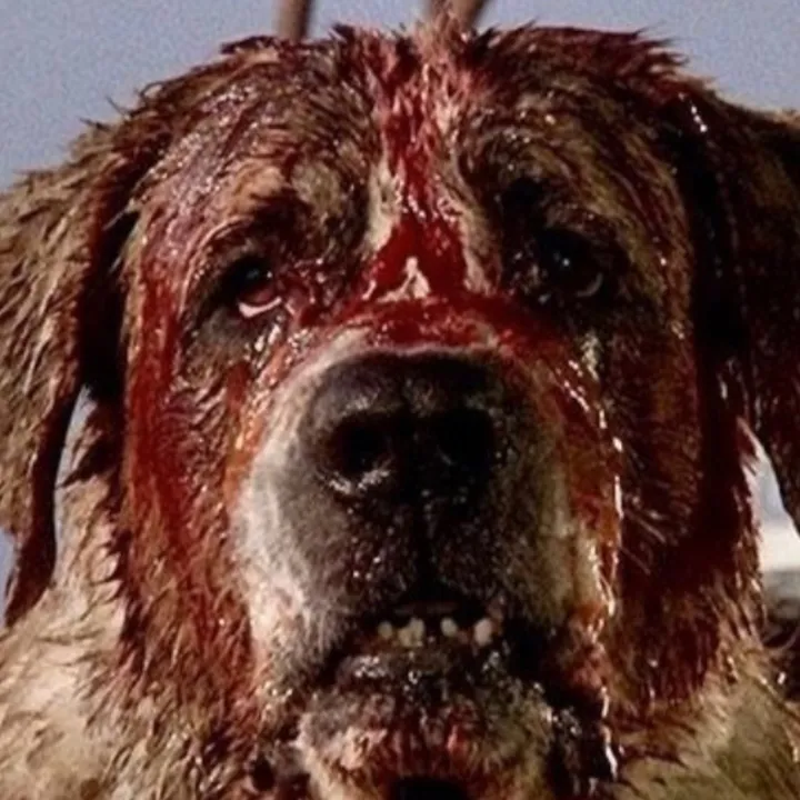 saycujo7