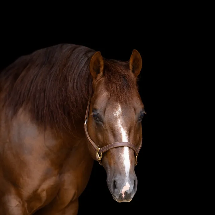 supermarioostallion