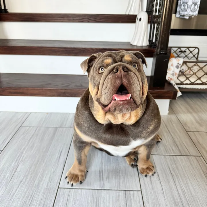 @rawlsthebulldog