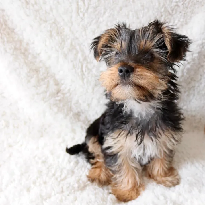 @benjietheyorkie