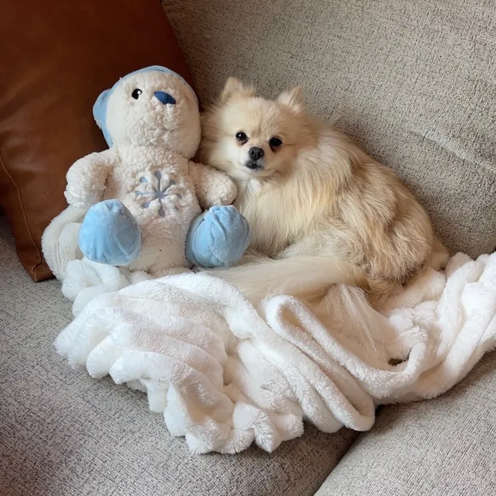 @beingmilothepom