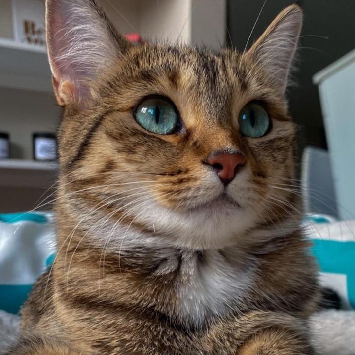 Rishell - original sound - cat.rishell
