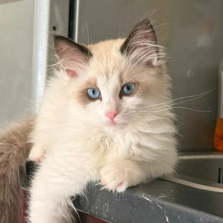 @pasha.the.ragdoll