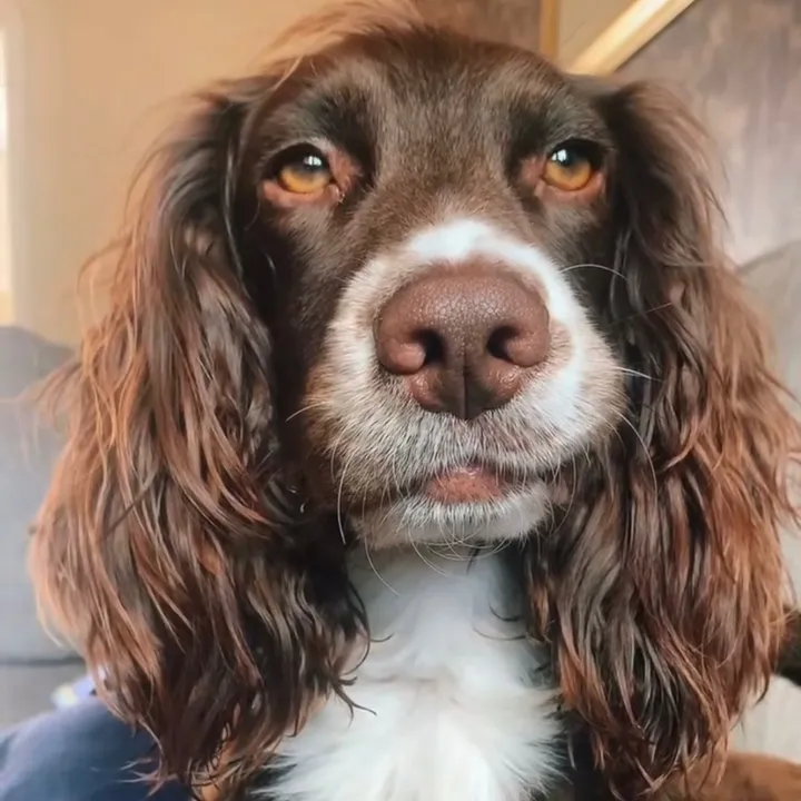@woody_the_englishcocker