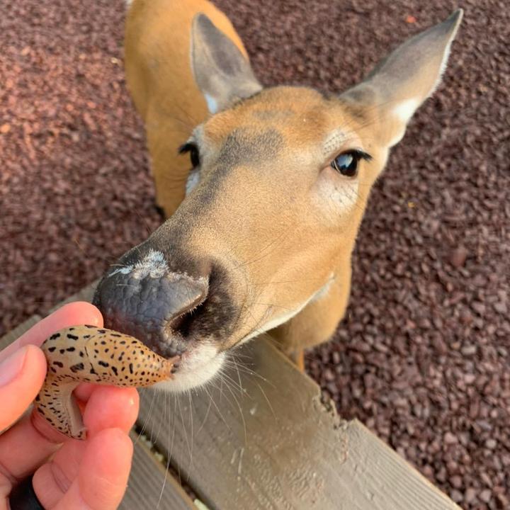 Anita 🦌🌳 - suara asli - libra_mom_of_5