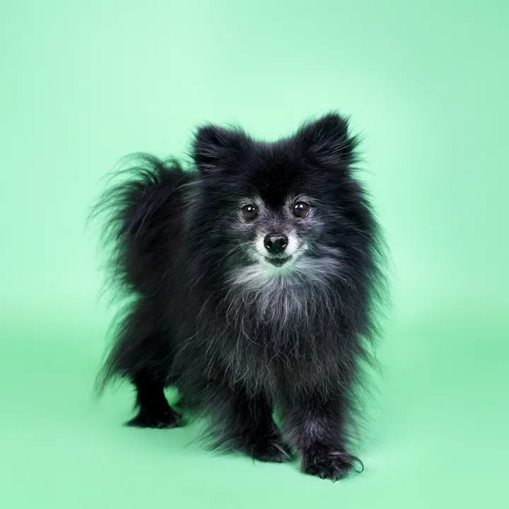@oz.the.pomeranian