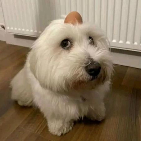 Thunder 𒉭 - suara asli