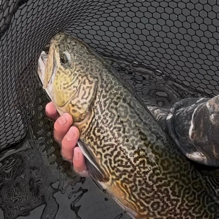 alfie_fishes_