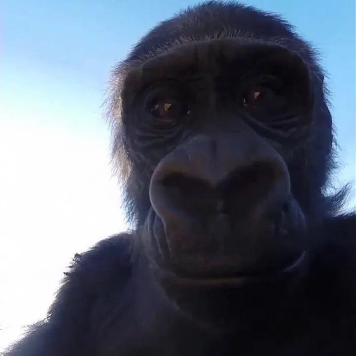 @bangieballs