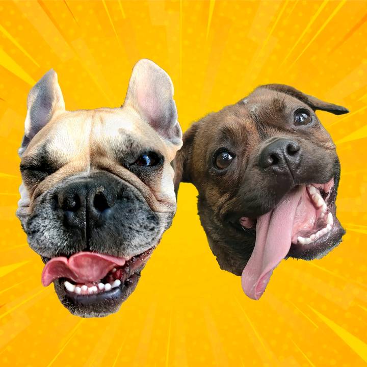 Watson & Luna Show - original sound - watson_luna_show