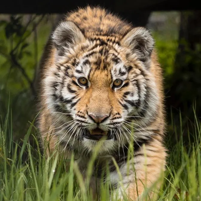 @wildcatsanctuary
