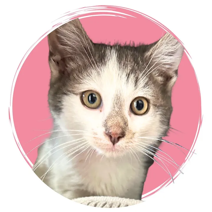 @bkrescues