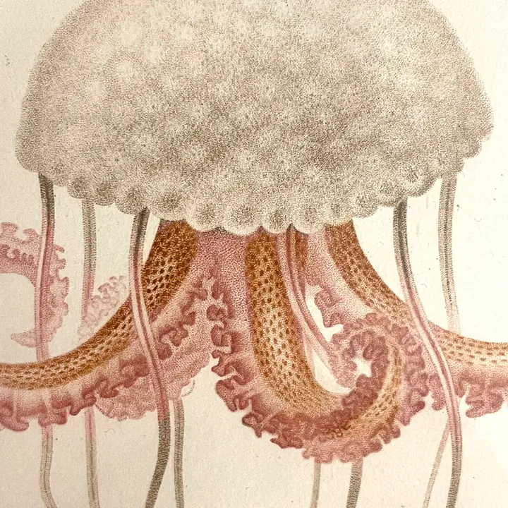 animalsandsea
