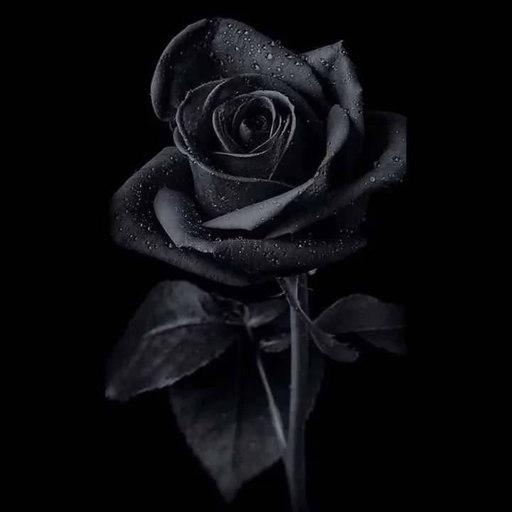 @holmzwrld