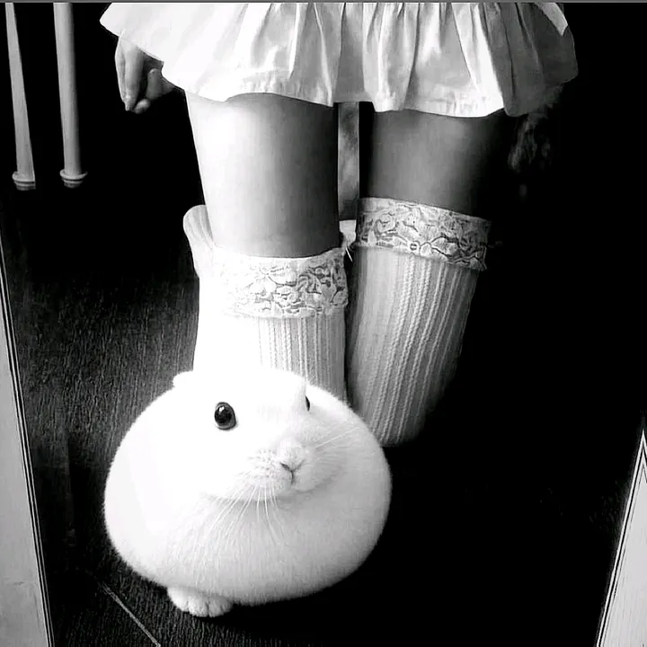 fragiilebunni