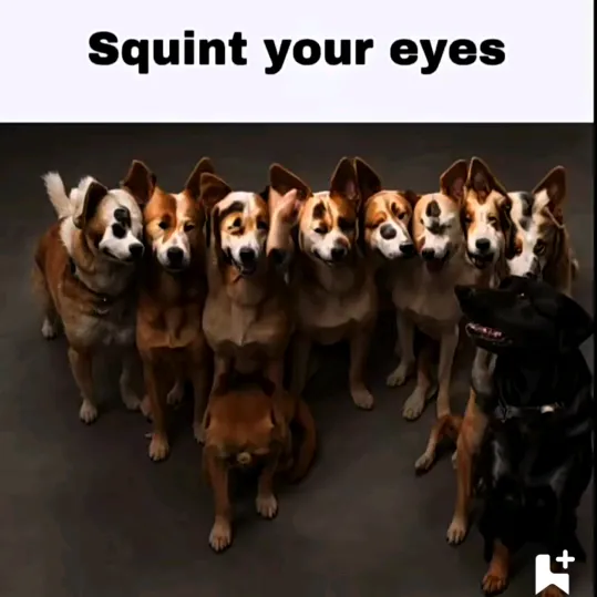 lilproey