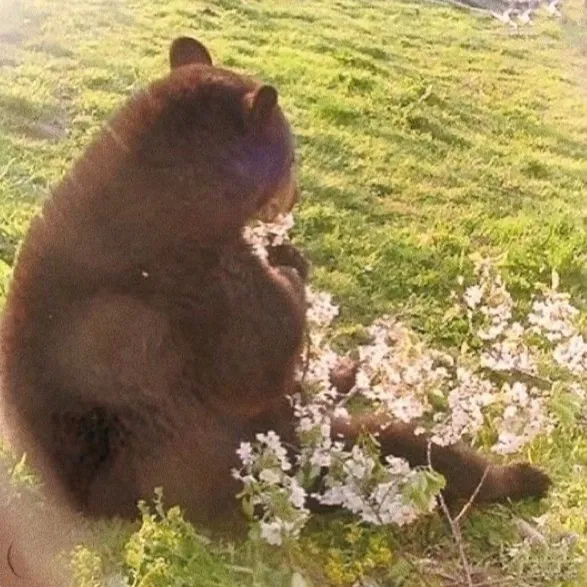 @bearina000