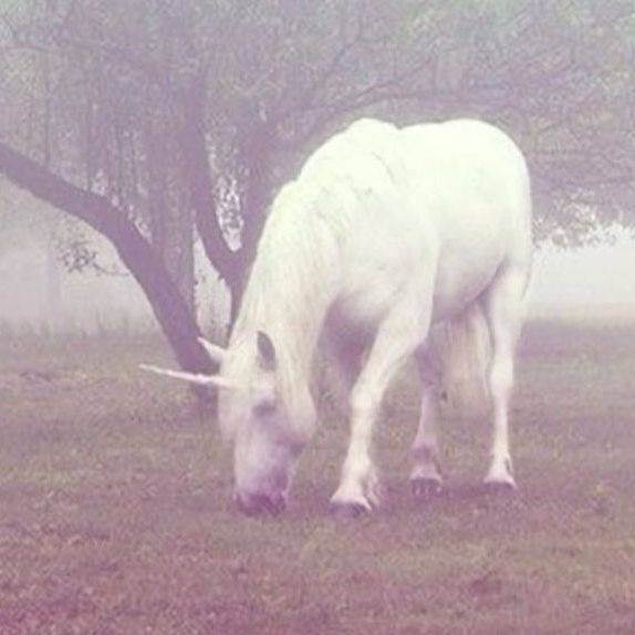🦄🪽 - original sound