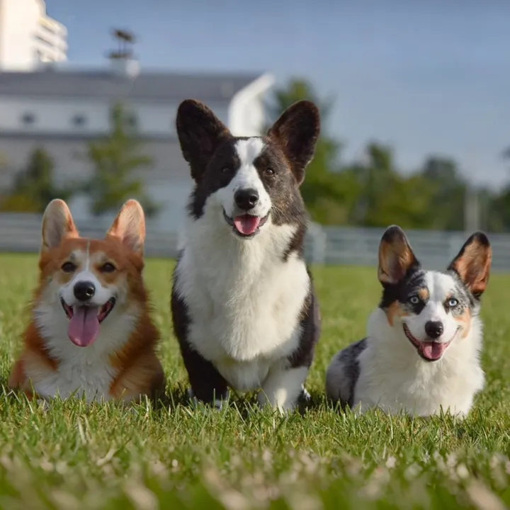 louiegthecorgi