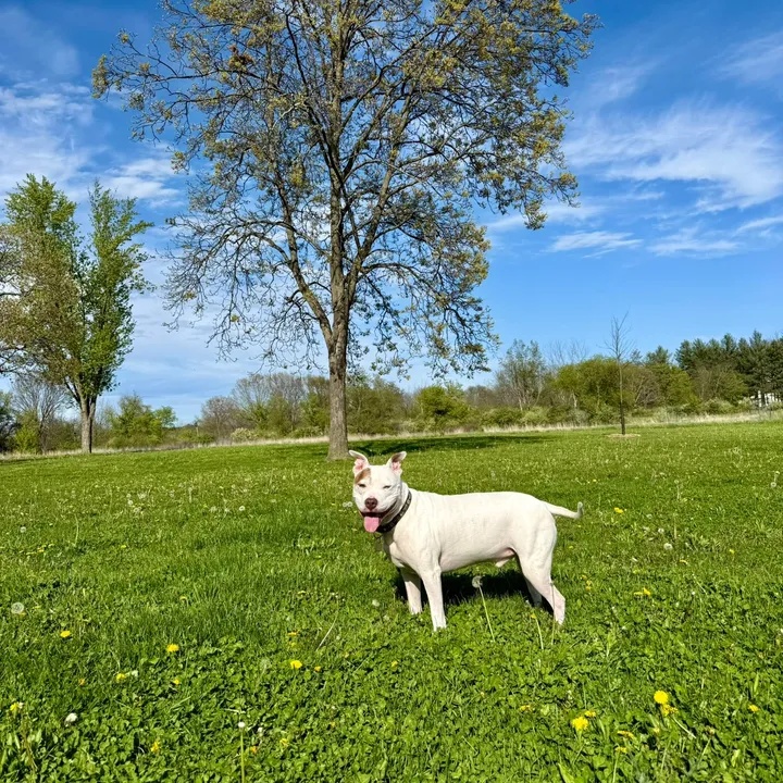 @chewythepitbulll