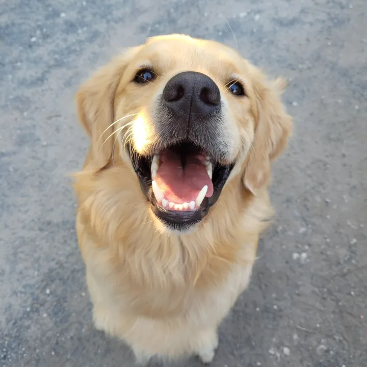 @doggrooming1016